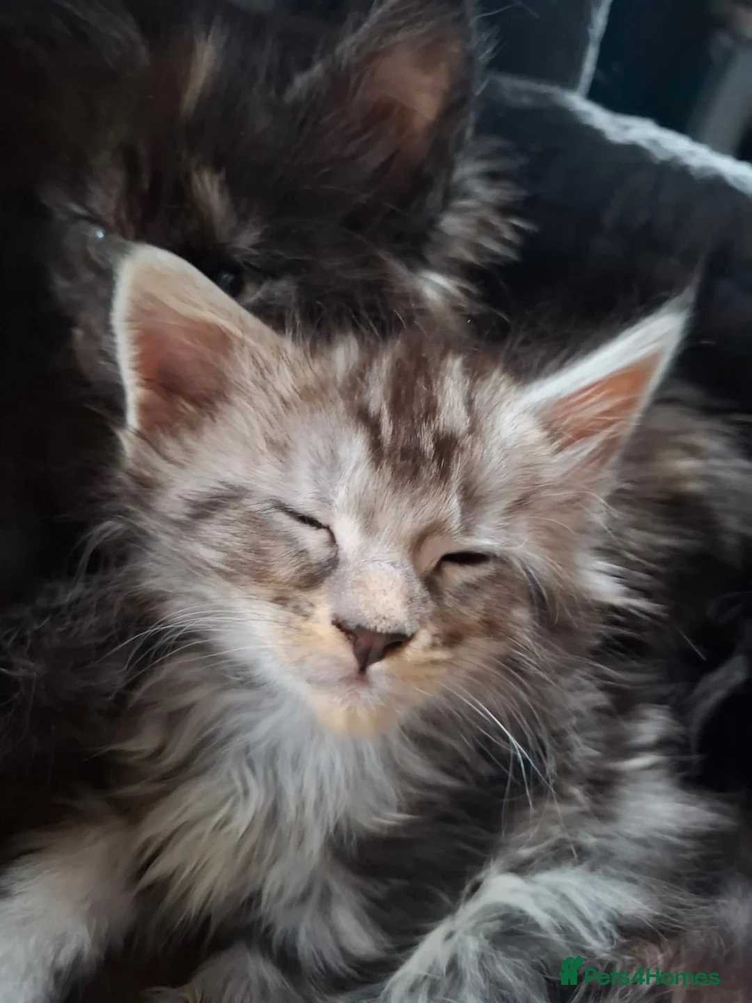 Maine Coon cats for sale: 5 Beautiful Maine Coon kittens  - Advert 4