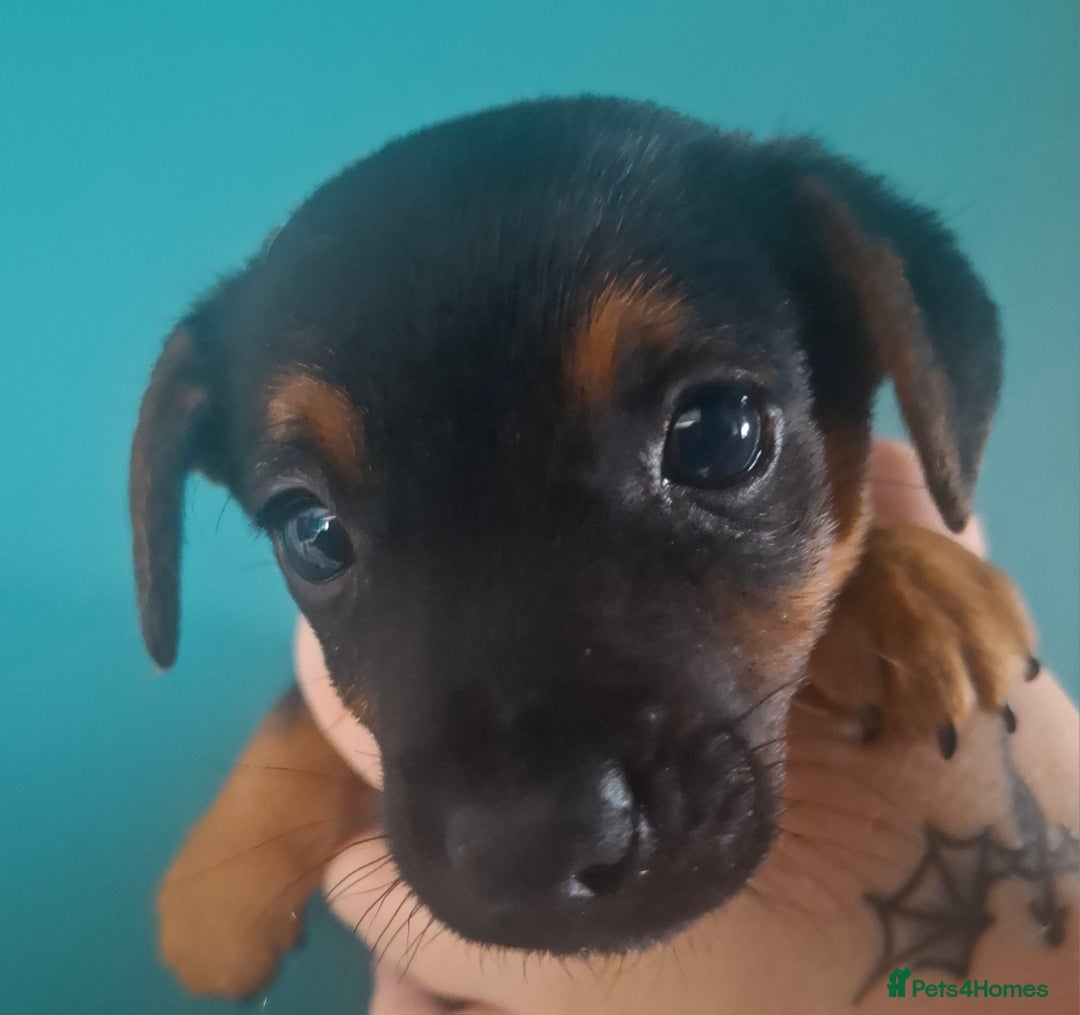Jack Russell dogs for sale: Jack Russell pups - Image 8