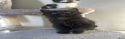 Mixed Breed cats for sale: 🐾💕 Adorable Fluffy KittensLooking for Homes 🐱🏡 - Advert 32