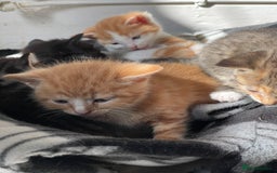 Domestic Shorthair cats for sale: 2 Ginger male kittens available  - Image 13