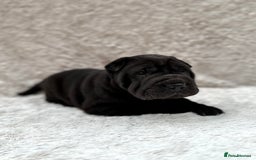 Shar Pei dogs for sale: REDUCED*READYNOW Beautiful bear/brush shar peis  - Image 8