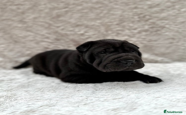 Shar Pei dogs - Advert 1