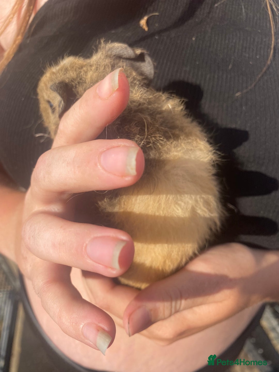 Guinea Pig rodents for sale: beautiful baby guinea pigs - Image 3