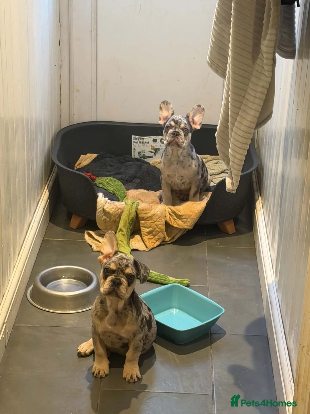 French Bulldog dogs for sale: Two male frenchies  - Advert 1