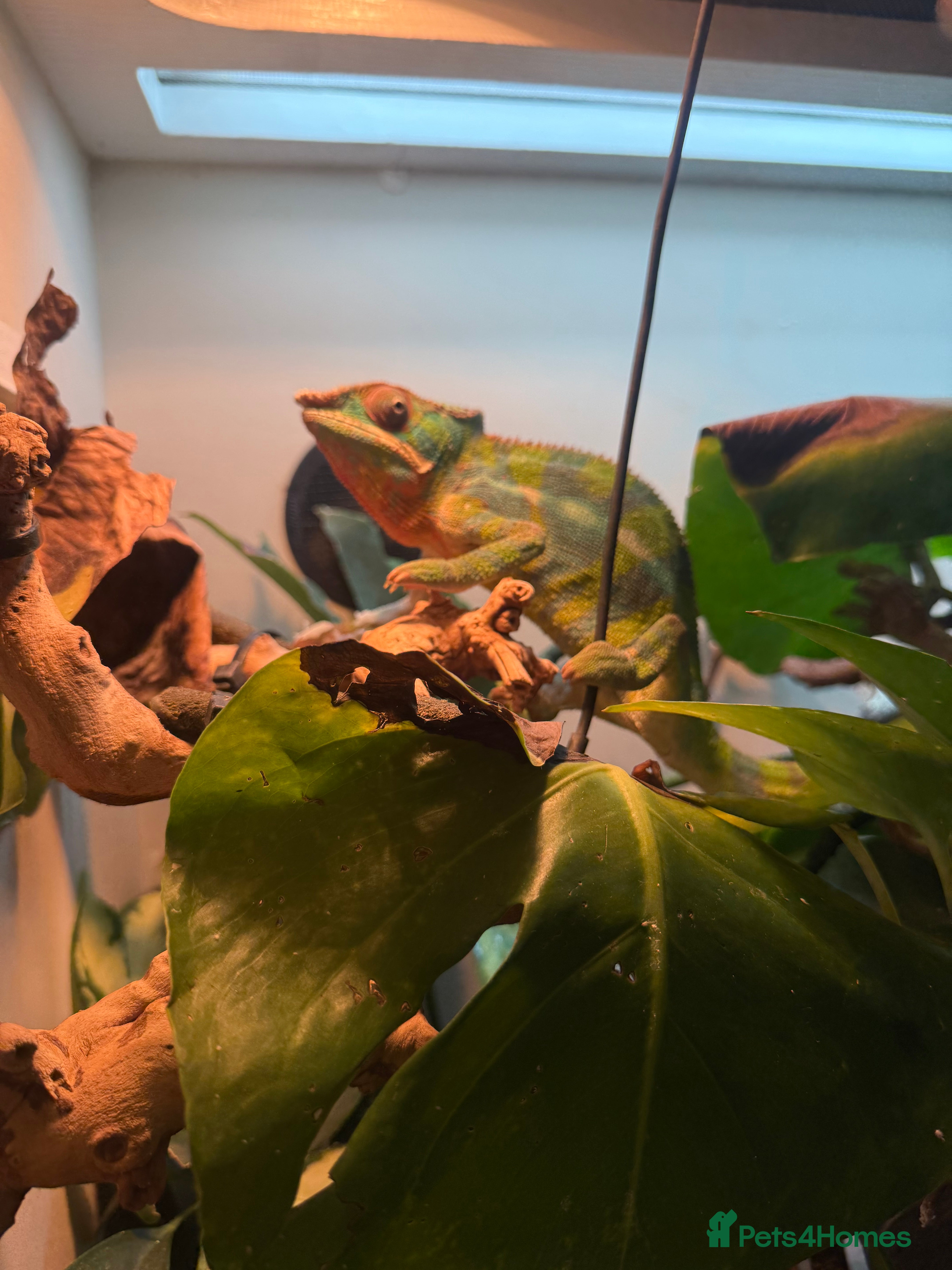 Chameleon reptiles Ambilobe panther chemelon  - Advert 1