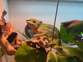 Chameleon reptiles Ambilobe panther chemelon - Advert 1