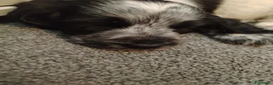 Cocker Spaniel 1