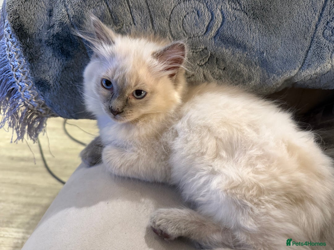 Ragdoll cats for sale: Beautiful affectionate pedigree ragdoll kittens 💙 - Advert 2