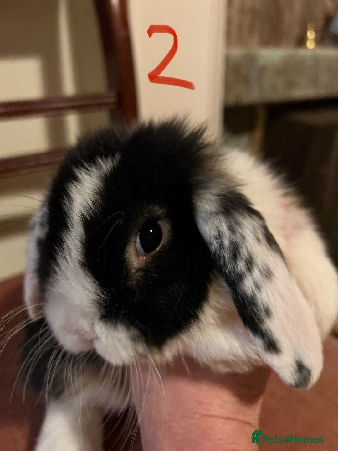 Mini Lop rabbits for sale: Fabulous Super Friendly Mini Lops - Advert 7