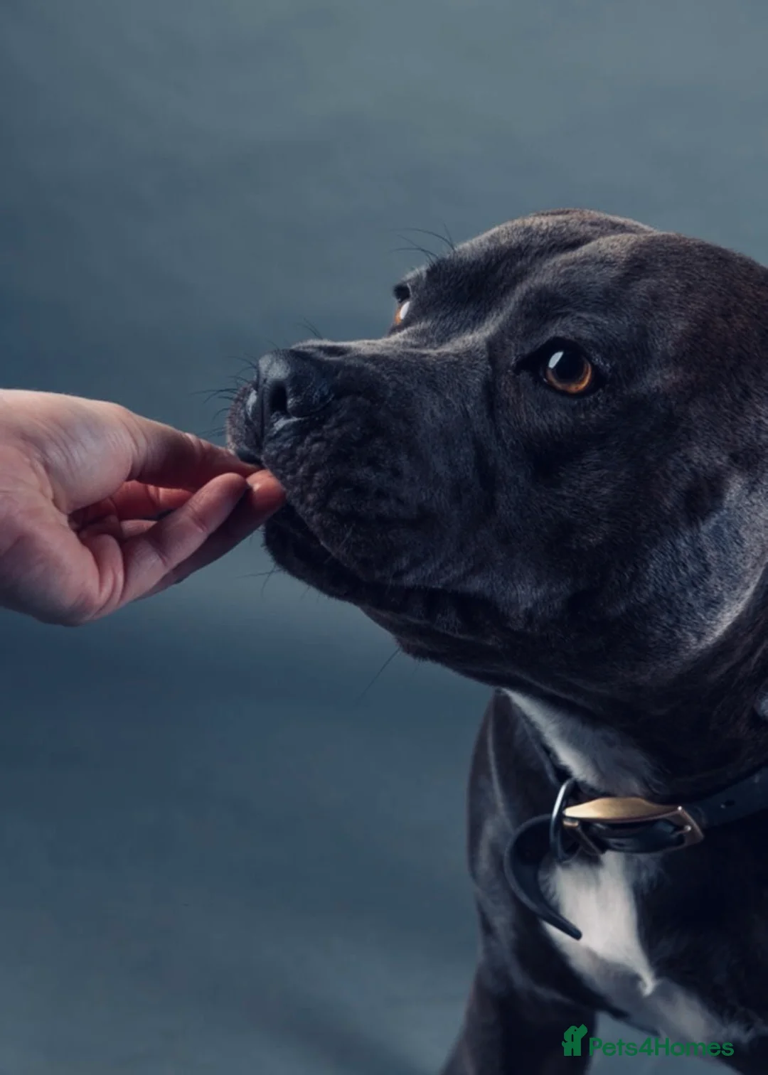 Staffordshire Bull Terrier dogs for sale: ❗️Adorable Staffy Puppies for Sale❗️ - Advert 22