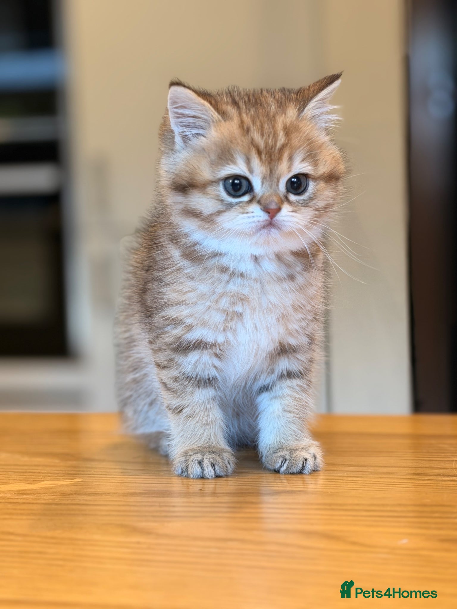 British Shorthair cats British Shorthair Golden Chinchilla Kittens - Advert 3