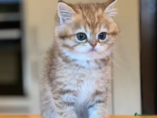 British Shorthair cats British Shorthair Golden Chinchilla Kittens - Advert 14