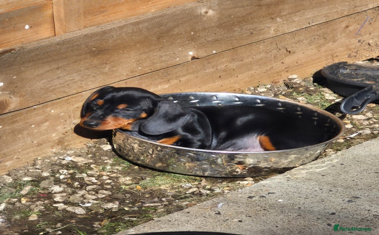 Dachshund dogs - Advert 9