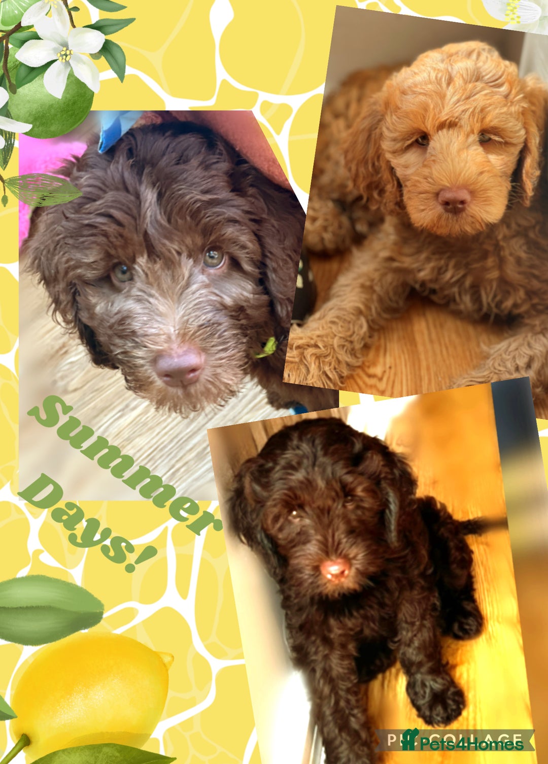 Australian Labradoodle dogs for sale: 1 girl left Adorable ♥️ Australian Labradoodles  - Image 7