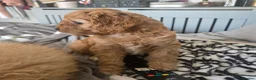 Cavapoo dogs for sale: Teddy bear F1 cavapoo  - Advert 27