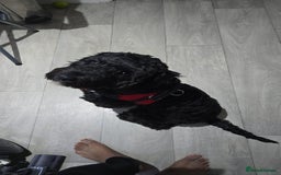 Cockapoo dogs for sale: 1 year old female cockapoo - Advert 2