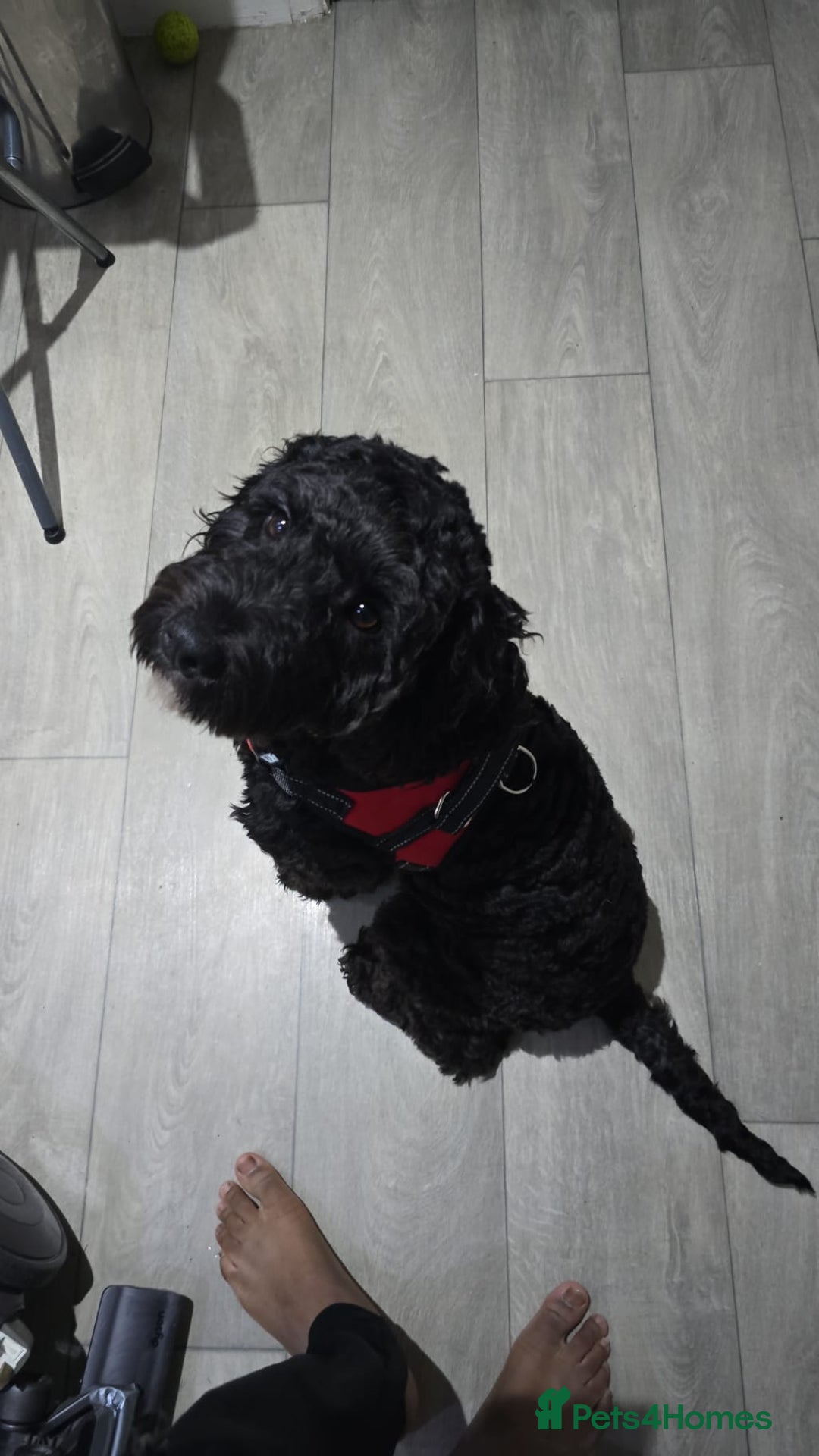 Cockapoo dogs for sale: 1 year old female cockapoo - Advert 2