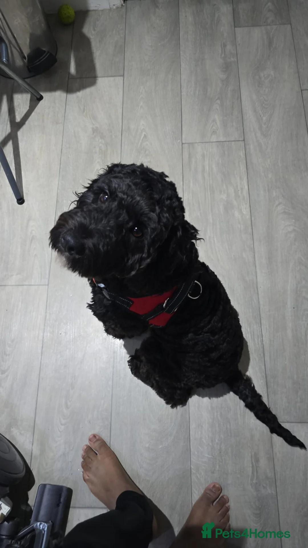 Cockapoo dogs for sale: 1 1/2 year old female cockapoo - Advert 2