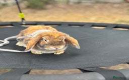 Mini Lop rabbits for sale: Lop bunny for sale 12months  - Image 3