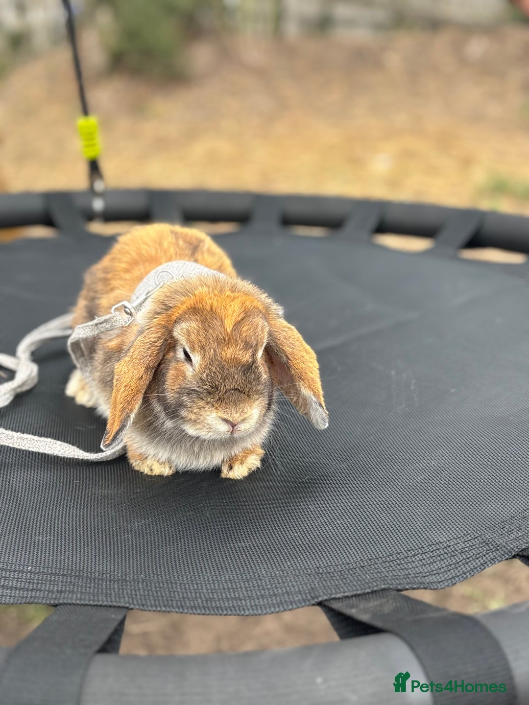 Mini Lop rabbits for sale: Lop bunny for sale 12months  - Image 3