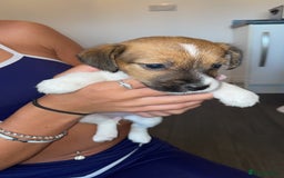 Jack Russell dogs for sale: Traditional jack Russell pups  - Image 1