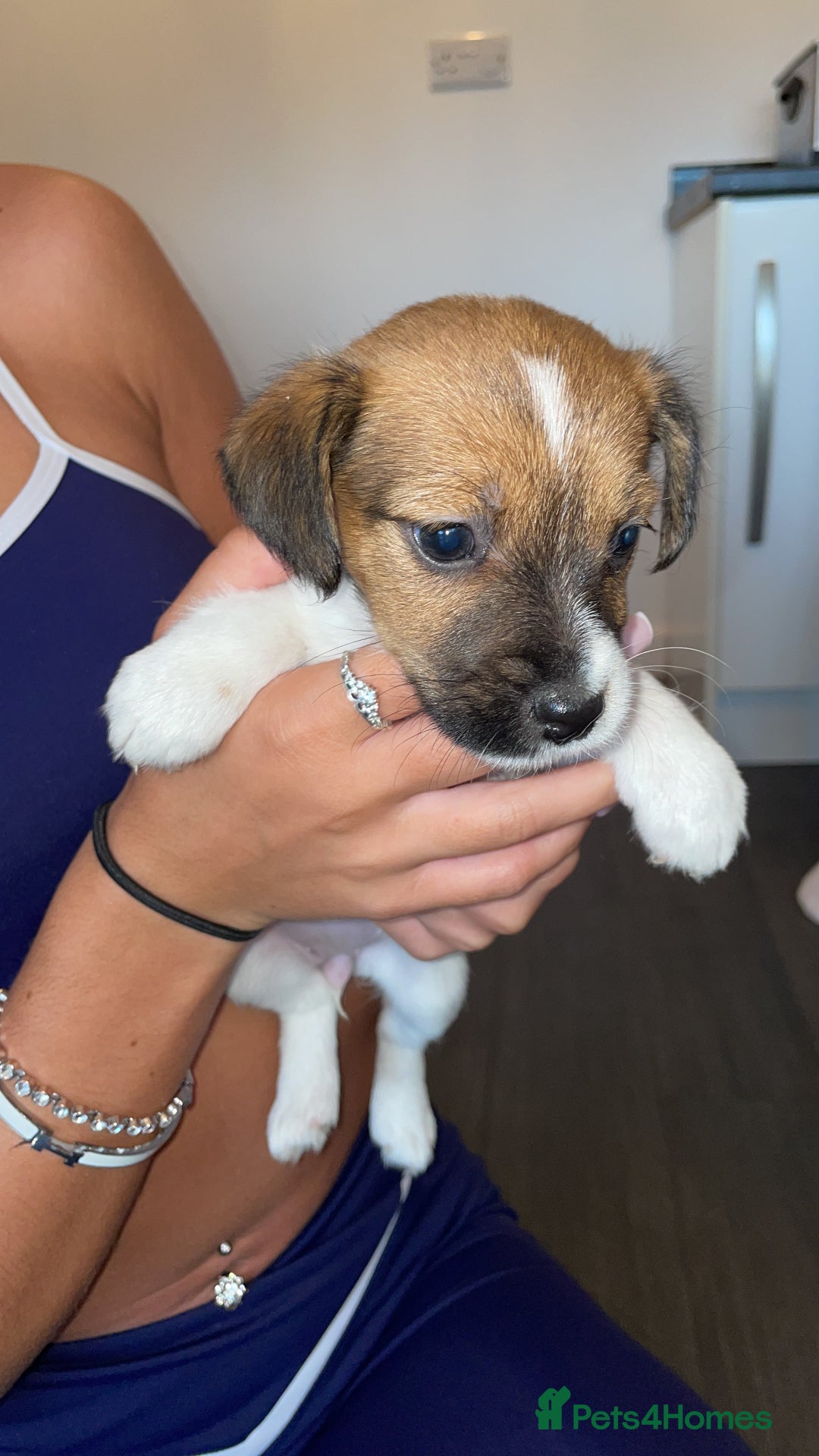 Jack Russell dogs for sale: Traditional jack Russell pups  - Image 1