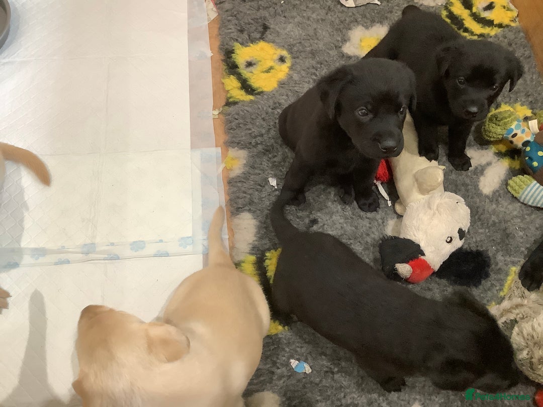 Labrador Retriever dogs for sale: Top class working Labrador pups - Image 2