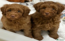 Australian Labradoodle dogs for sale: Superior Authentic Australian Labradoodle Puppies - Image 3