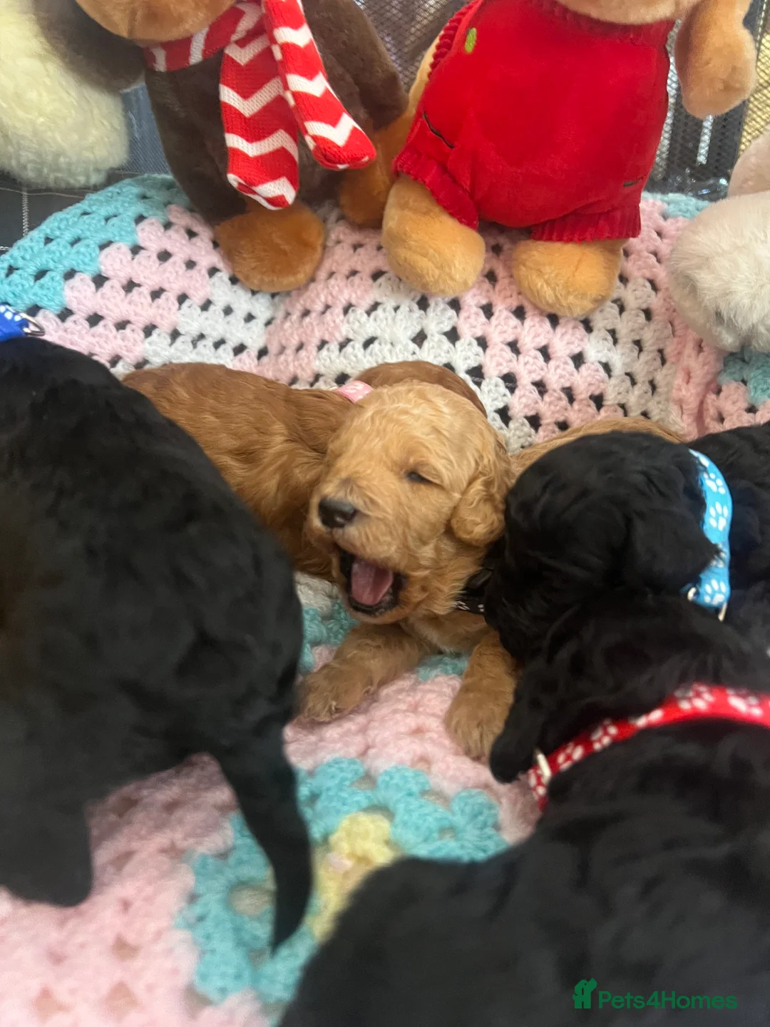 Poodle dogs for sale: 🐶🐶🐶TOY POODLES for sale🐶🐶🐶 - Advert 3