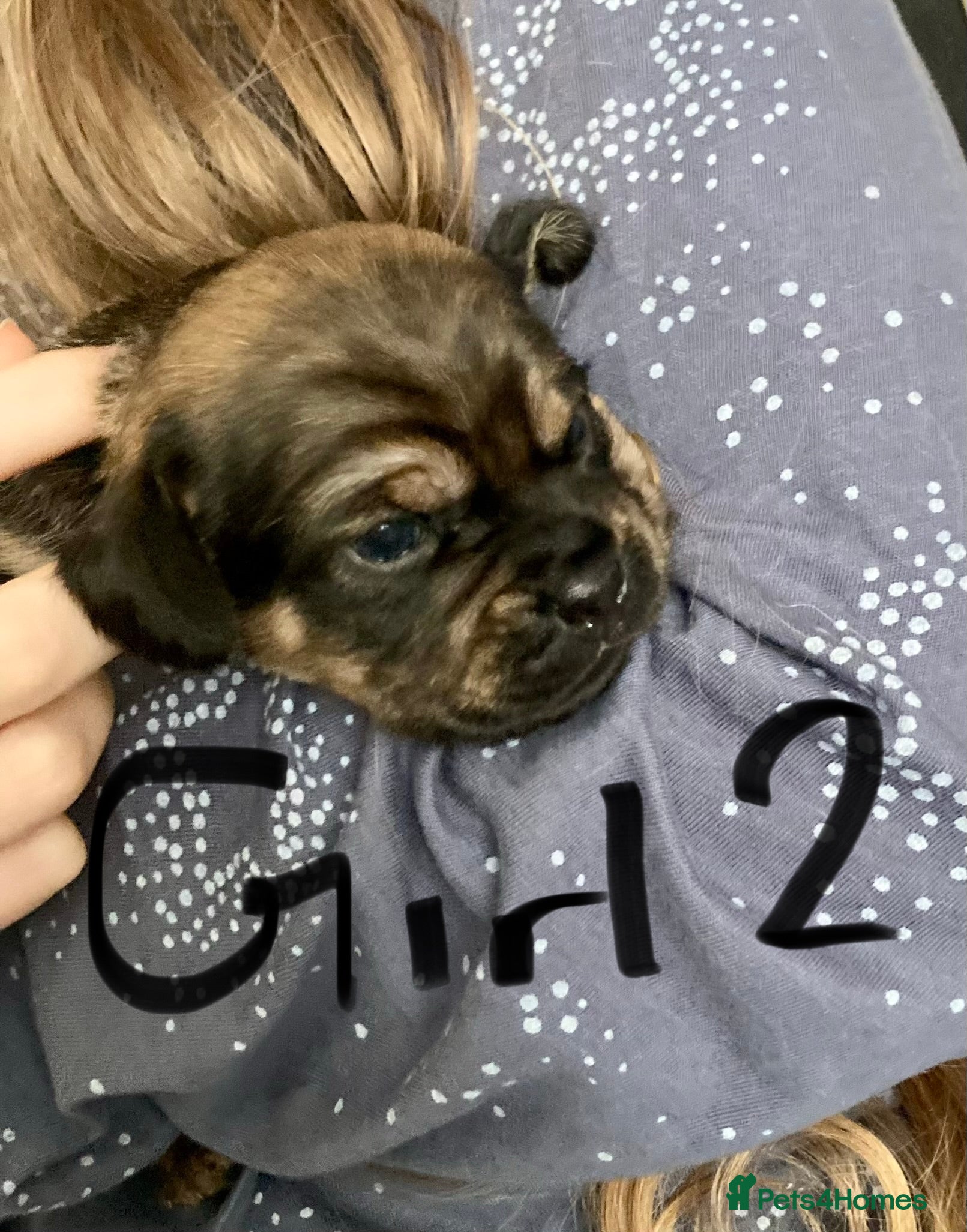 Mixed Breed dogs Beautiful Daug puppies  - Advert 11