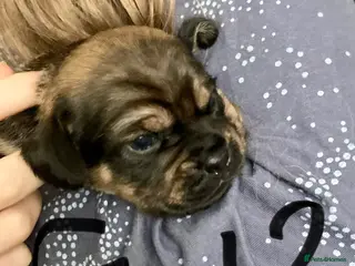 Mixed Breed dogs Beautiful Daug puppies - Advert 11