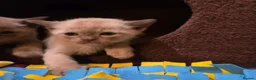 Burmese cats for sale: Outstanding Pedigree Burmese Kittens,Vet checked - Advert 12
