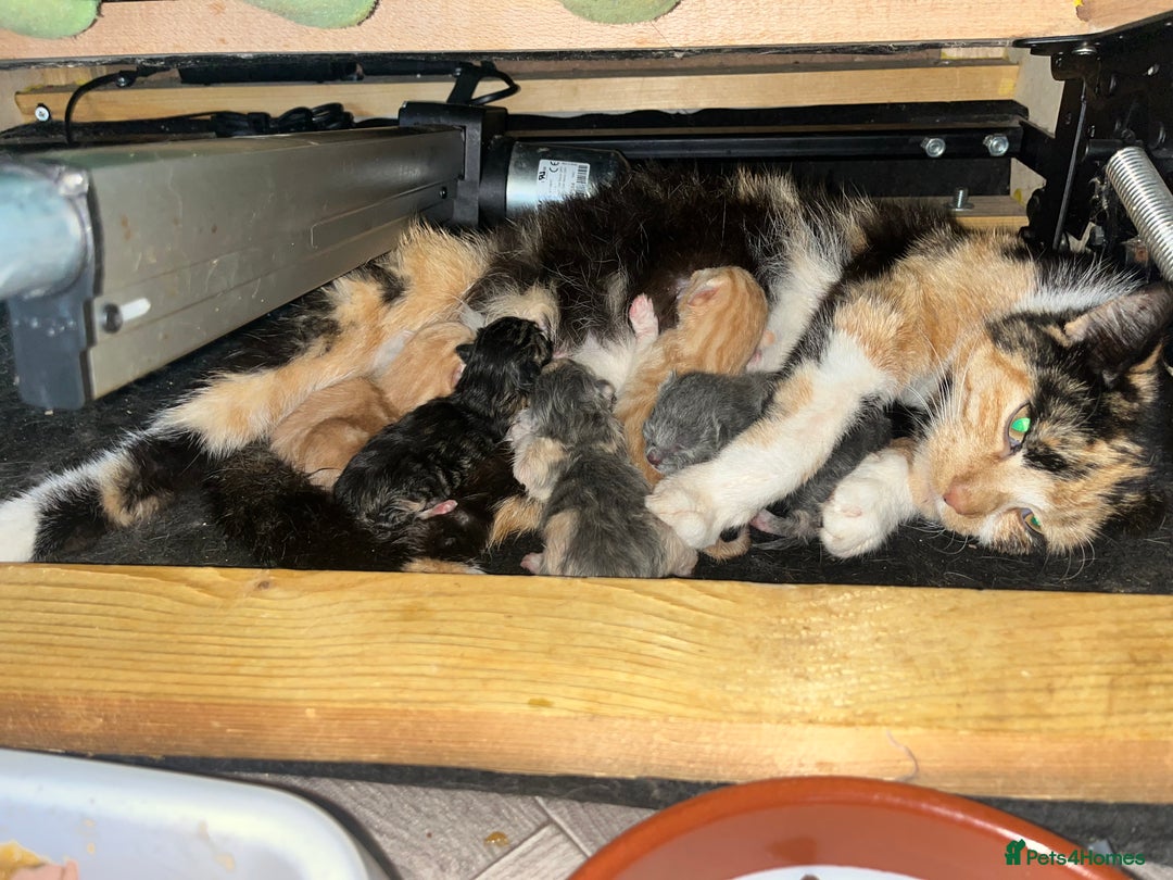 British Shorthair cats for sale: British short hair x - Image 20
