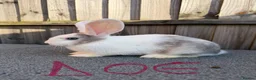 Giant Papillon rabbits for sale: Miniloop , netherland draft and continental cross - Advert 13