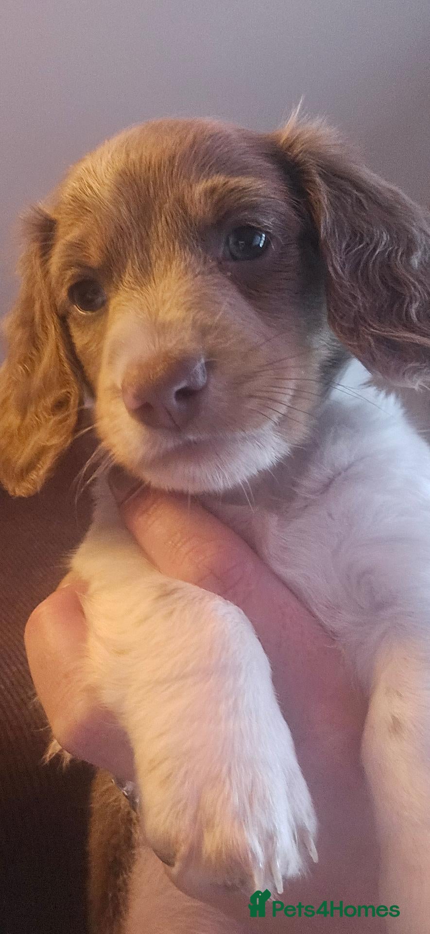 Miniature Dachshund dogs Miniature dachshund puppies for sale liverpool  - Advert 11