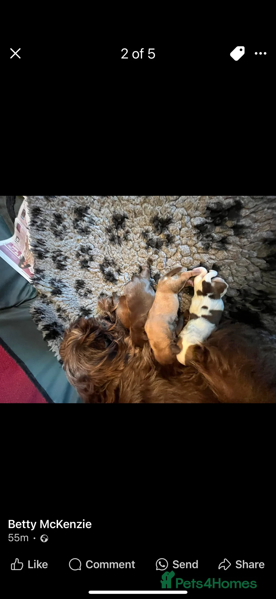 Shih Tzu dogs for stud: Shih tzu stud proven  in Glasgow - Advert 11