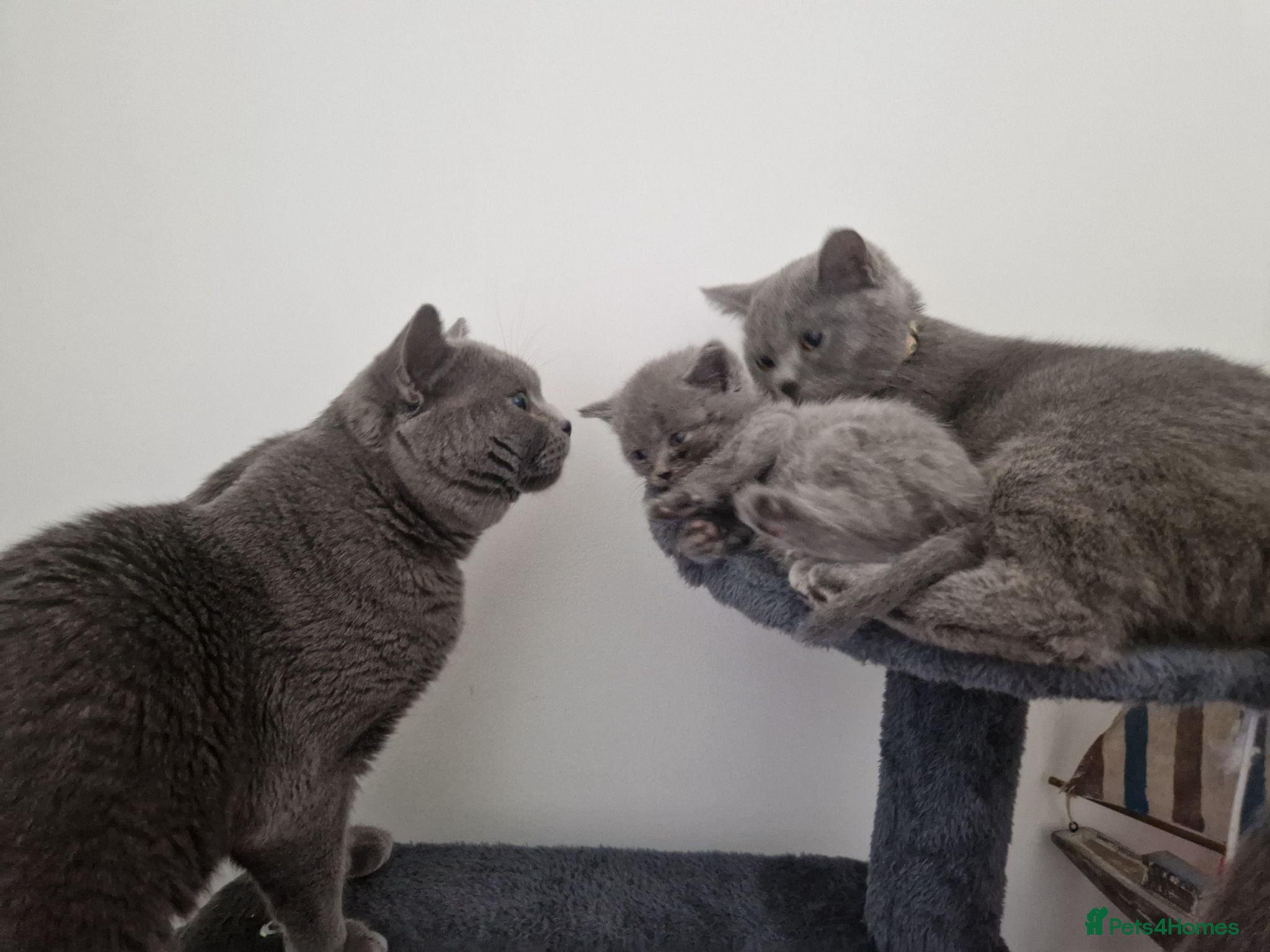 British Shorthair cats British shorthair kittens ready to leave - Advert 1
