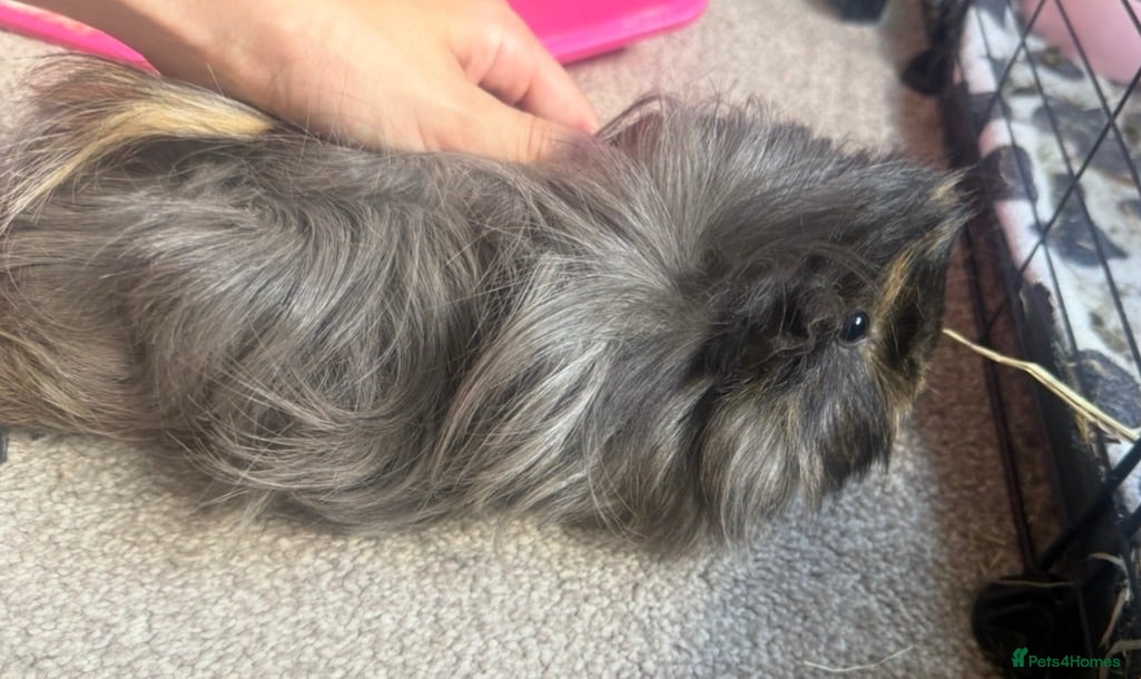 Guinea Pig rodents 2x female Guineapigs - 1 years old  - Advert 1