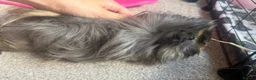 Guinea Pig rodents for sale: 2x female Guineapigs - 1 years old  - Advert 1