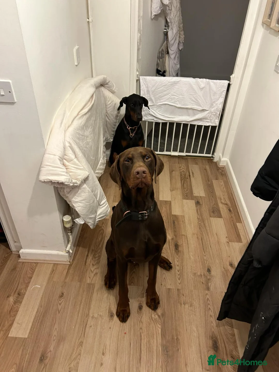 Dobermann dogs for sale: Draco and Sugar  - Advert 2