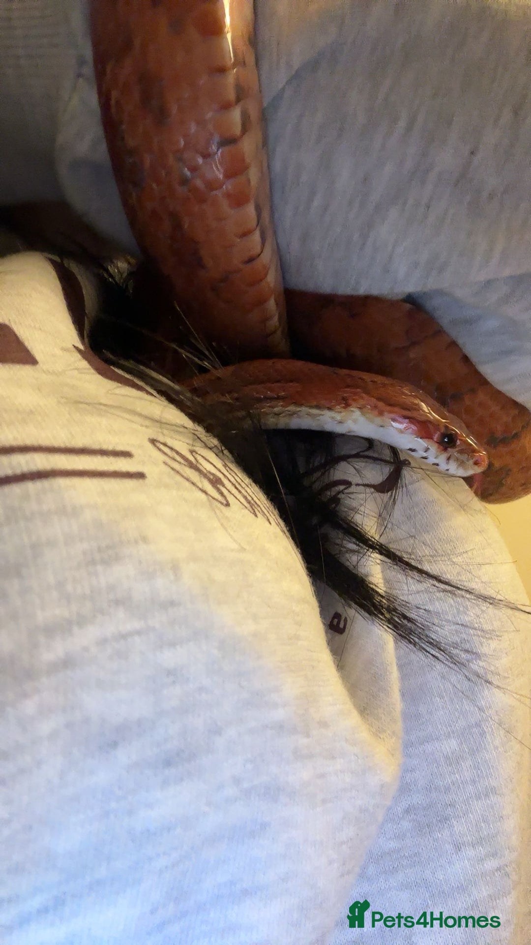 Corn Snake reptiles for sale: Corn Snake with Viv - Advert 6