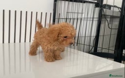 Poochon dogs for sale: Ready now, 1 boy and 1 girl Toy Poochon - Image 8