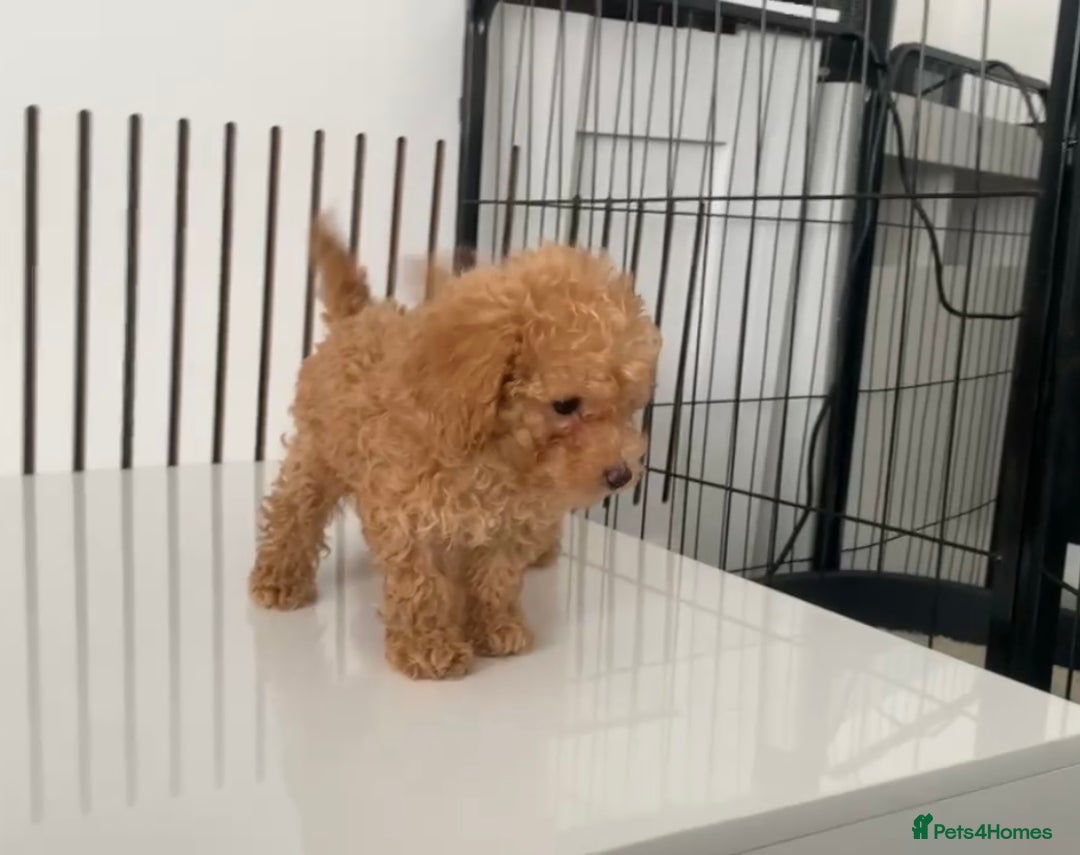 Poochon dogs for sale: Ready now, 1 boy and 1 girl Toy Poochon - Image 8