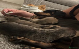Mixed Breed dogs for sale: French wieners  - Image 9