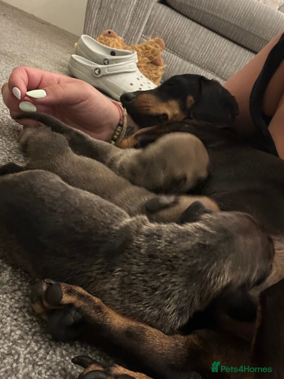 Mixed Breed dogs for sale: French wieners  - Image 9
