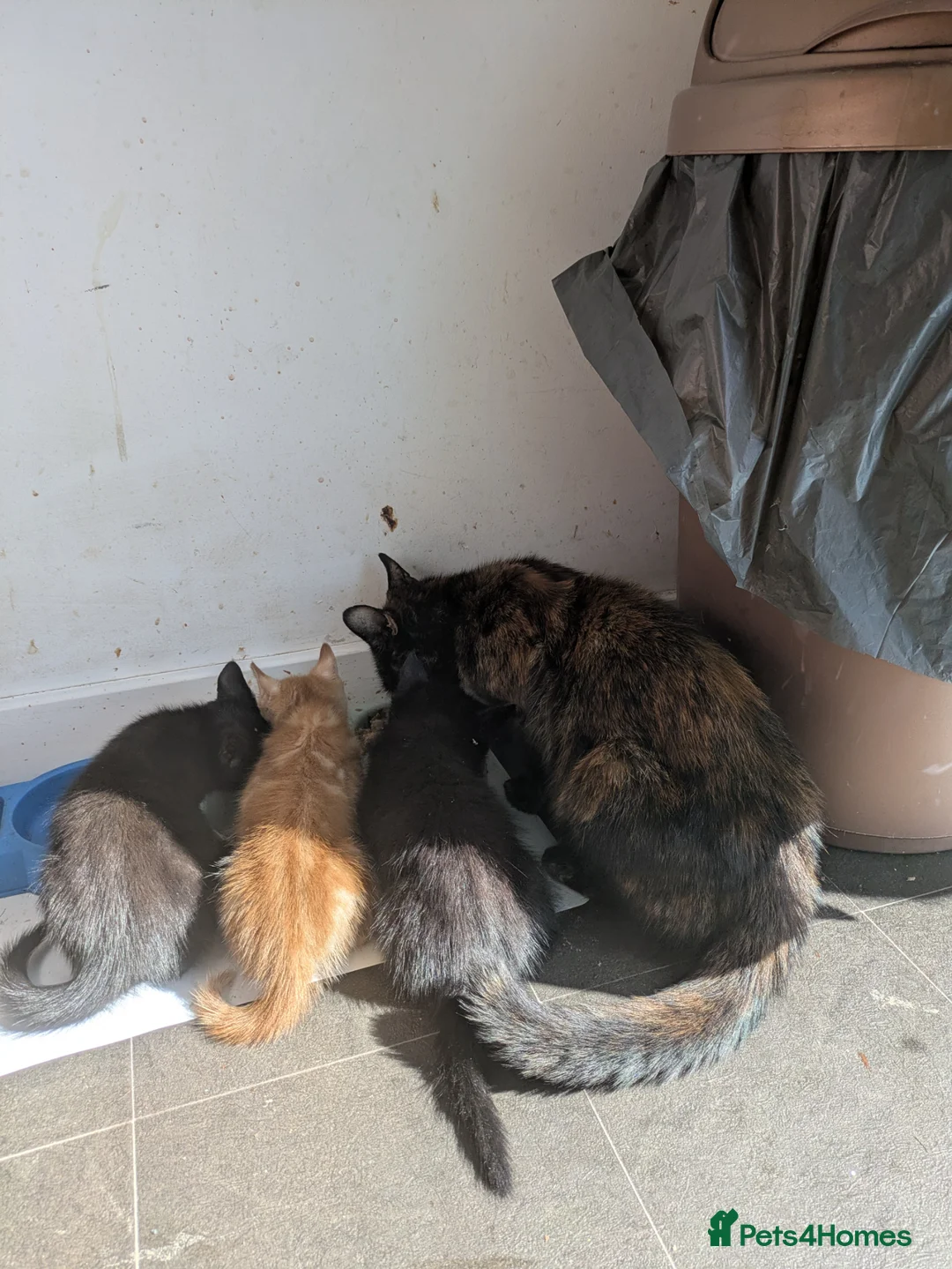 Mixed Breed cats for sale: 1 male 3 female  - Advert 2