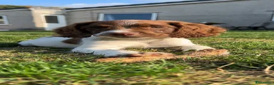 English Springer Spaniel 1