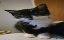 Mixed Breed cats for sale: Female kitten - Image 13