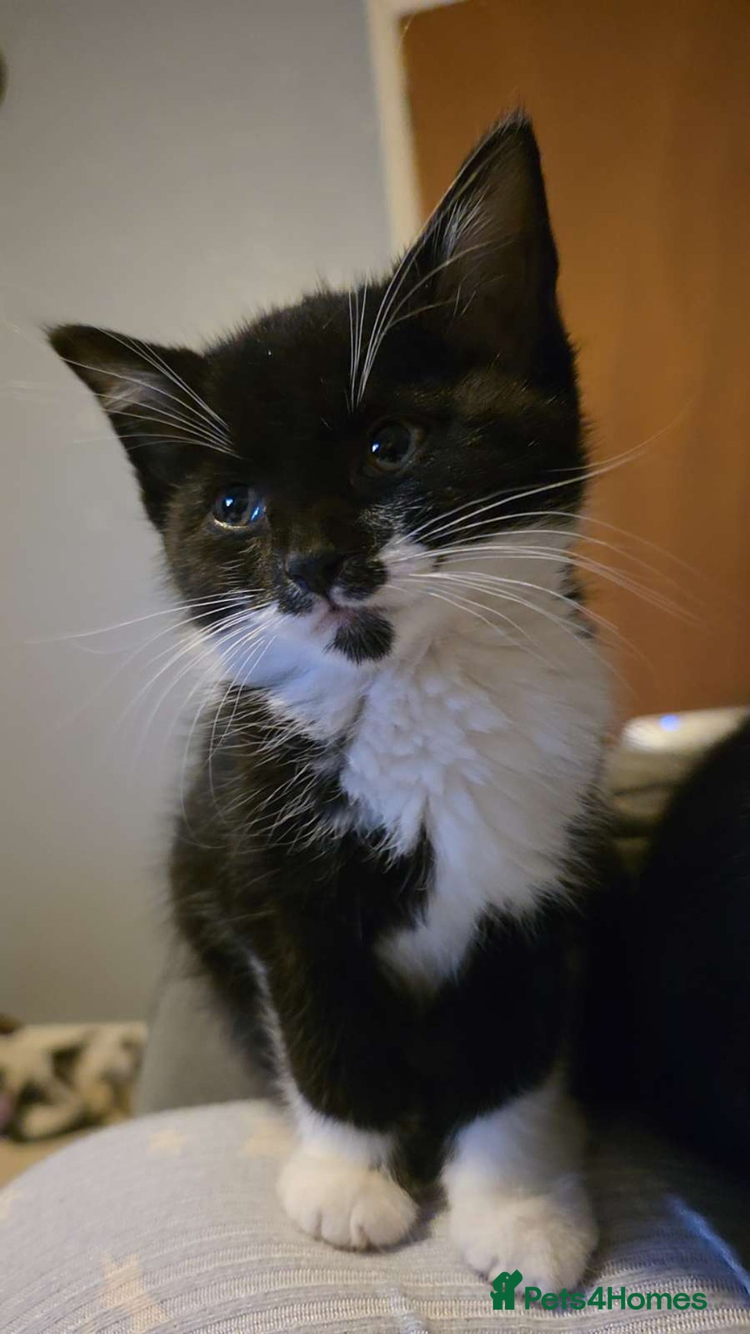 Mixed Breed cats for sale: Female kitten - Image 13