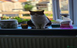 British Shorthair cats for sale: Re homing my friendly cat - Image 2